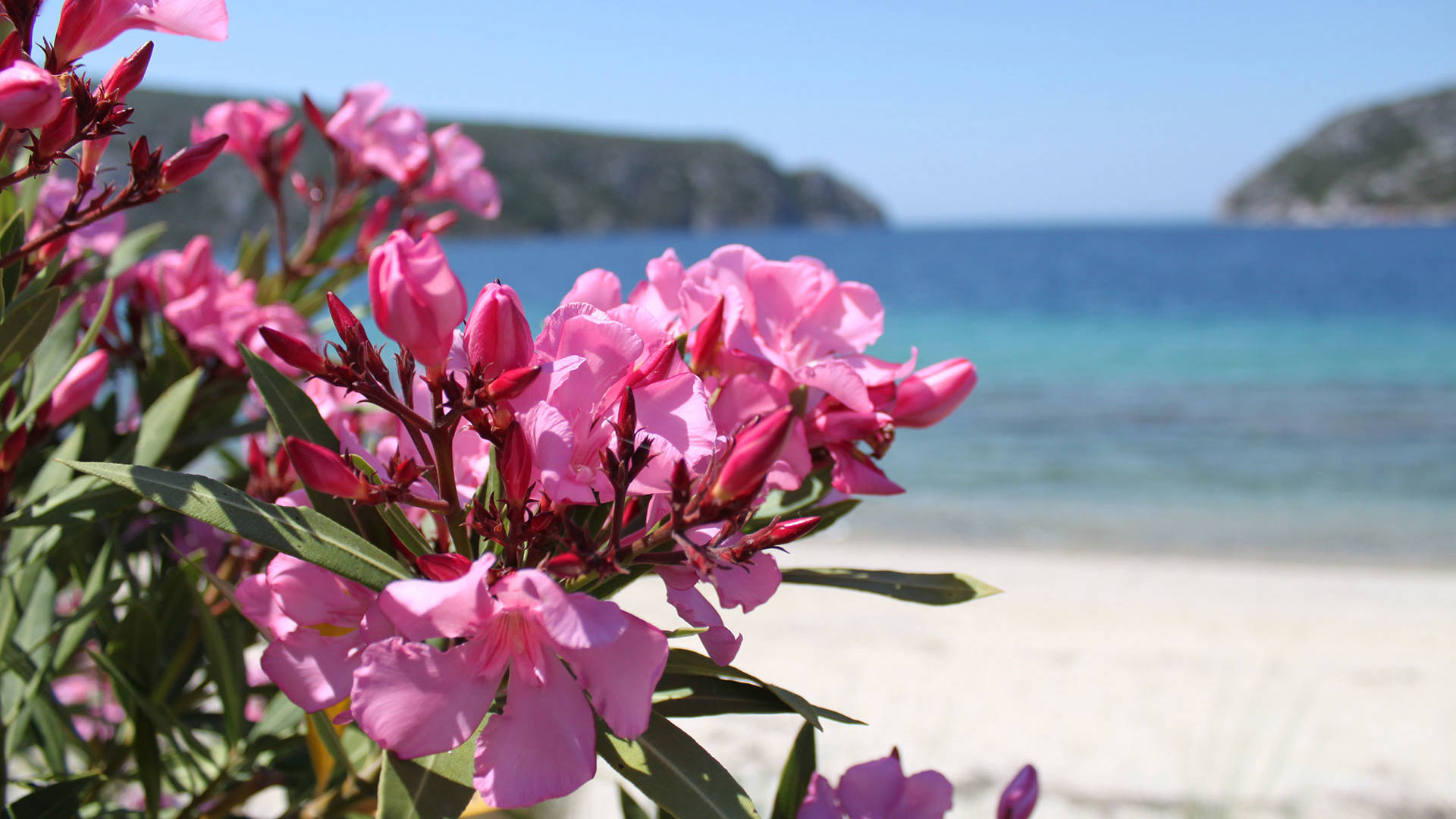 Chalkidiki Apartments Olia Seaside Residence Family Luxury Suite 7986
